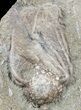 Dizygocrinus Crinoid - Warsaw Formation, Illinois #56748-2